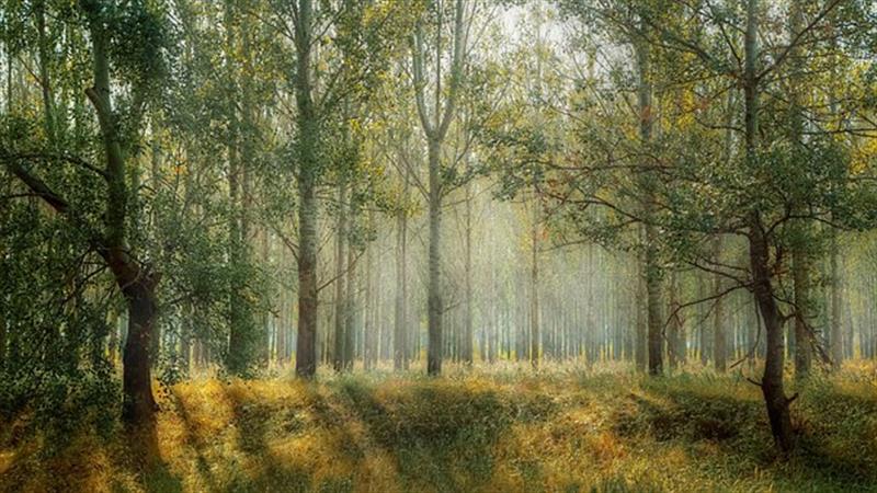  Kranke Bäume zwischen Höhenweg und Waldweg sollen gefällt werden